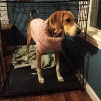 Henry Adoptable NC