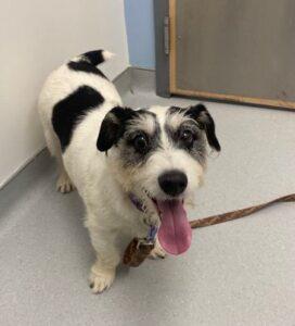 Jessie Jane – CrisisDogsNC