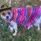 Taco