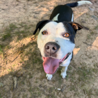 Montana Raleigh NC Adopt a dog near me