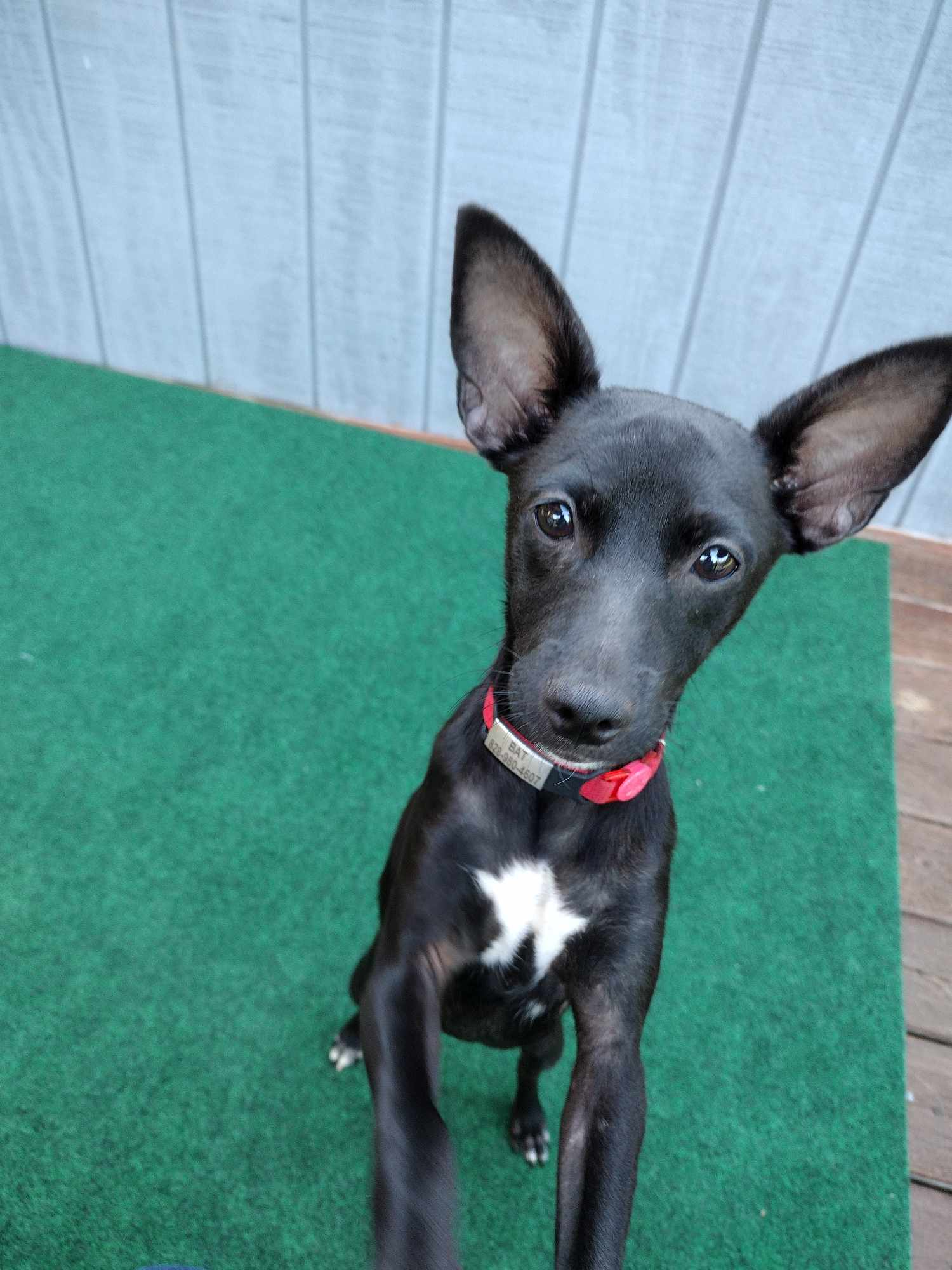 Bat CrisisDogsNC