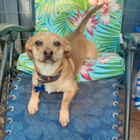 Adoptable Johnny NC