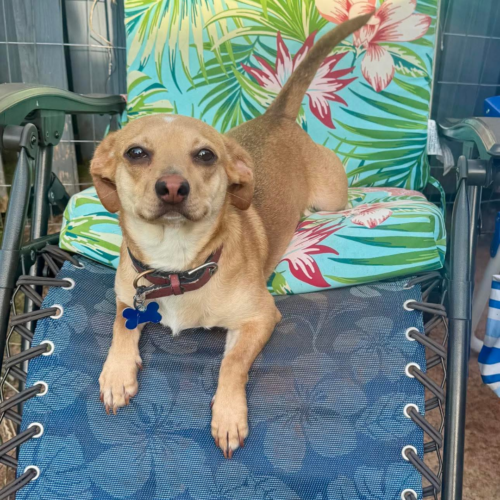 Adoptable Johnny NC