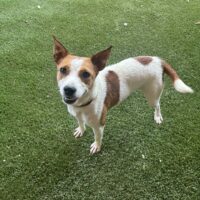 Jackie Adoptable Dog NC
