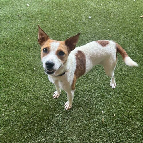 Jackie Adoptable Dog NC