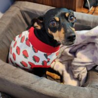 Cherry Miniature Pinscher Garner, NC