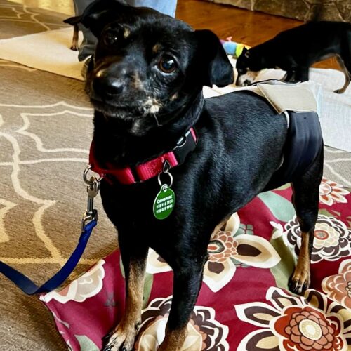 Adopt Bentley