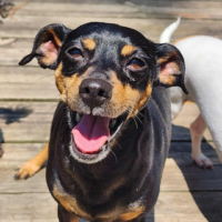 Adoptable Cherry NC