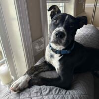 Griffin Adoptable Dog NC