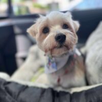 Adoptable Zeus NC