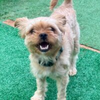 Ariel Adoptable NC