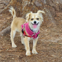 Adoptable Mocha NC