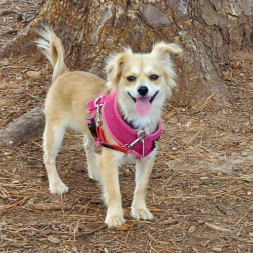 Adoptable Mocha NC