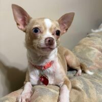 Hollie Adoptable NC