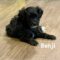 Benji