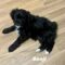 Benji
