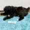 Missy