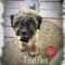 Truffles
