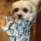 BuddyBear