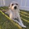 Lainey
