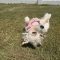 Lainey