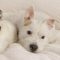 Shaggy