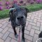 Buddy Blue