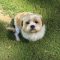 Benji Bee