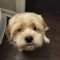 Benji Bee