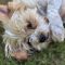 Benji Bee