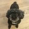Louis