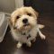 Benji Bee