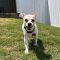 Kooper