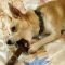 Sprocket