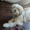 Murphy