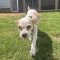 Kooper