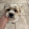 Benji Bee