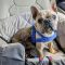 Suess