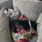 Tess