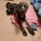Zeke