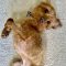 Tiny Tim