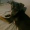 Romeo
