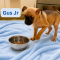 Gus Jr.