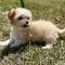 Dolly