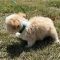 Dolly