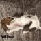 Willow