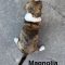 Magnolia